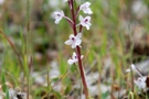 Orchis sezikiana